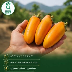 نهال خرمالو انبه ای