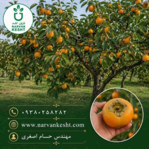 نهال خرمالو سیبی