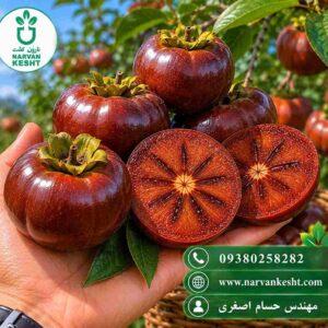 نهال خرمالو شکلاتی