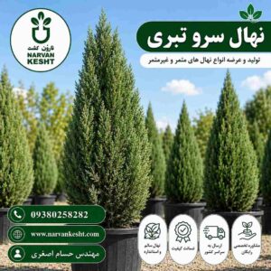 نهال سرو تبری