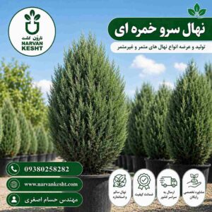 نهال سرو خمره ای