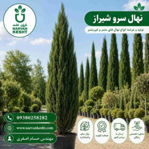 نهال سرو شیراز