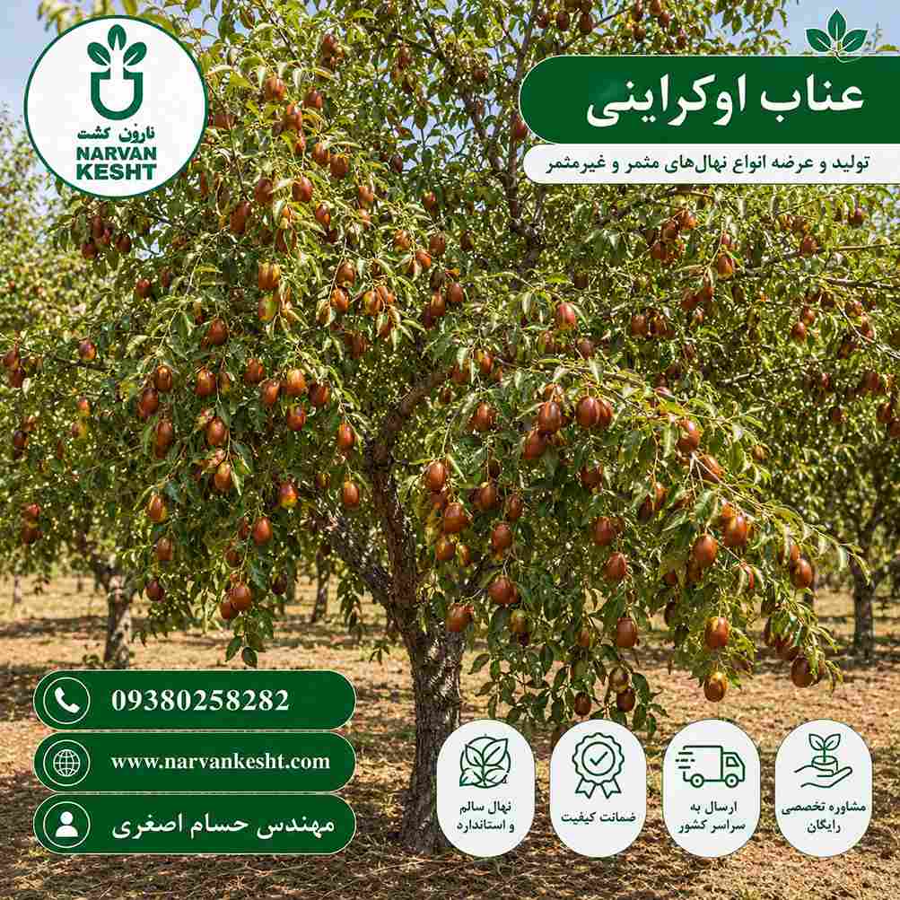 نهال عناب اوکراینی