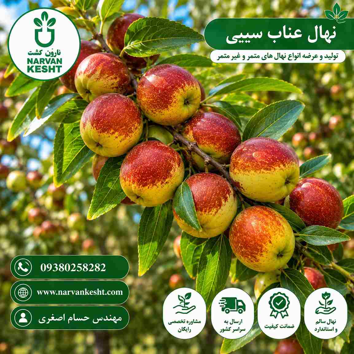 نهال عناب سیبی