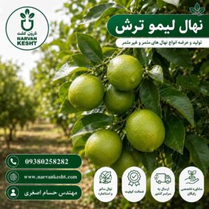 نهال لیمو ترش