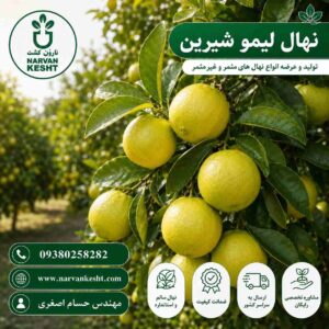 نهال لیمو شیرین