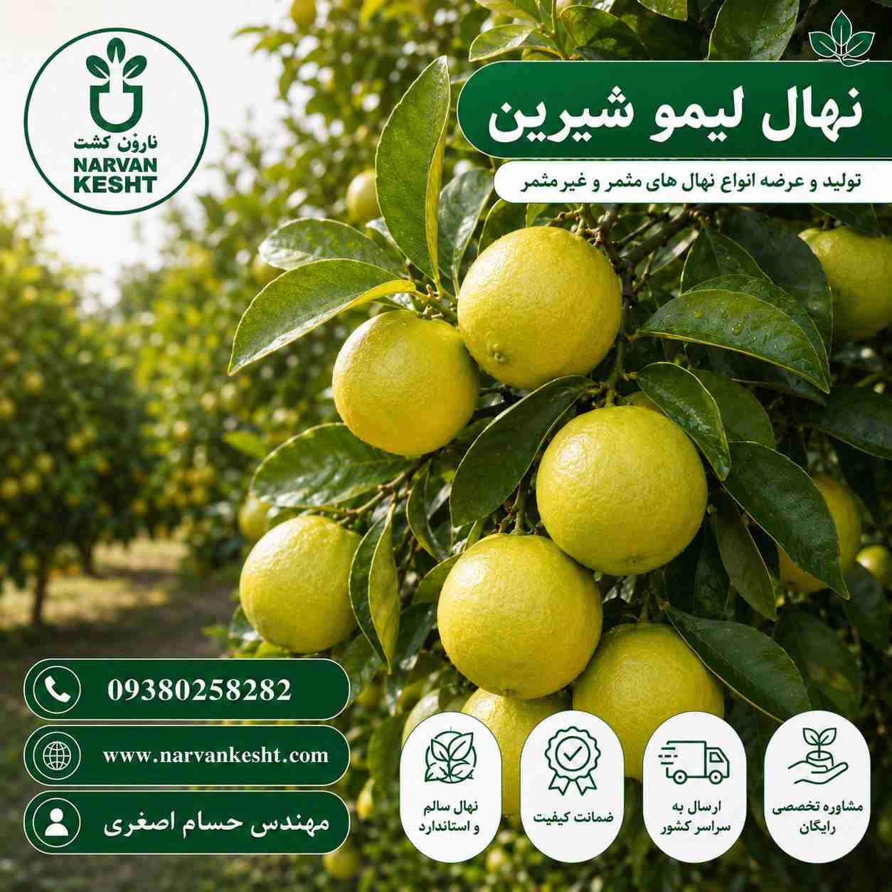 نهال لیمو شیرین
