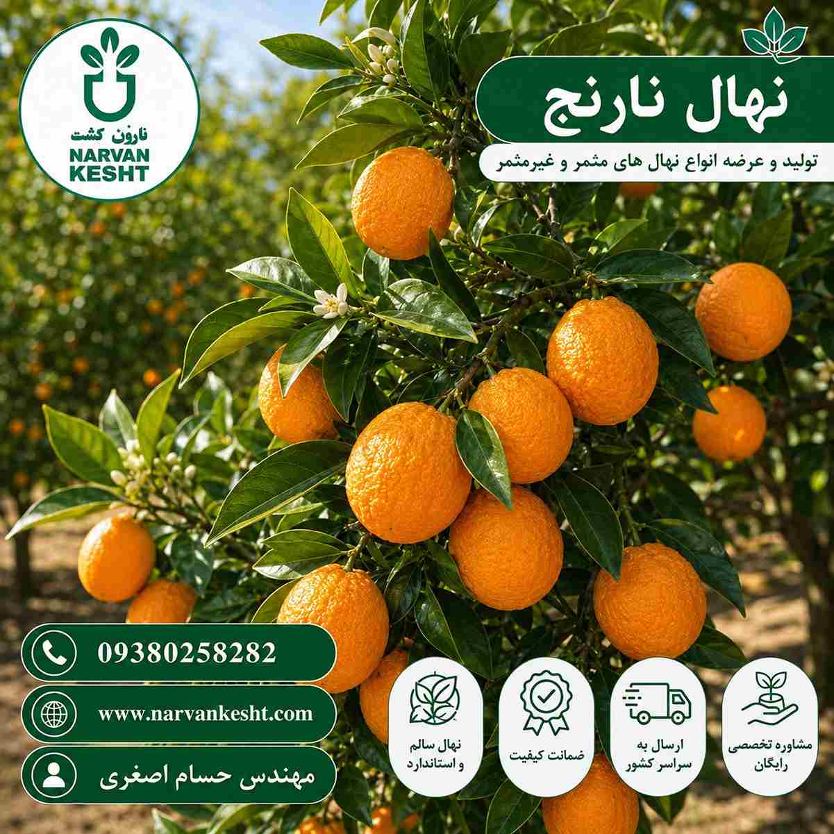 نهال نارنج