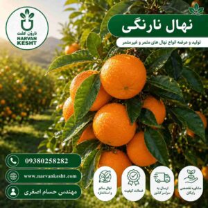 نهال نارنگی