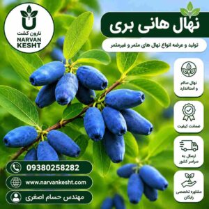 نهال هانی بری
