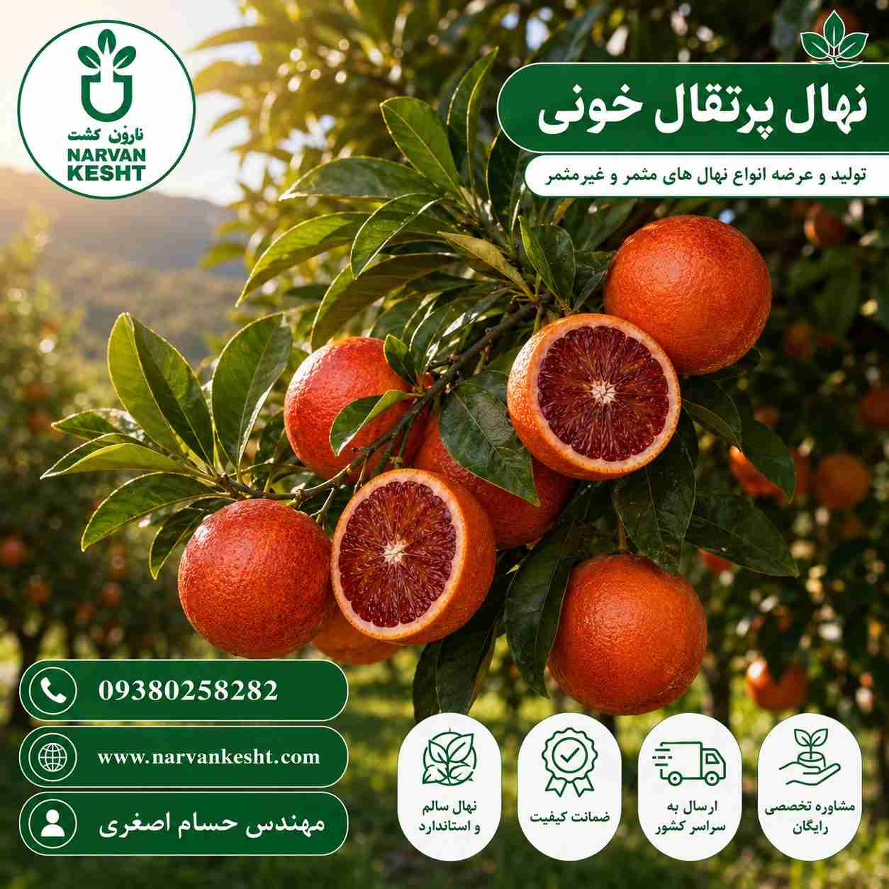 نهال پرتقال خونی