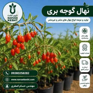 نهال گوجه‌بری