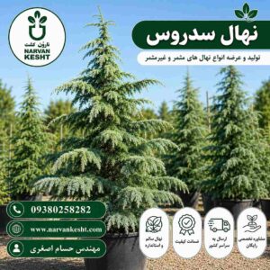 کاج سدروس