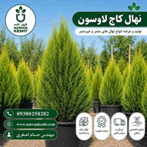 کاج لاوسون