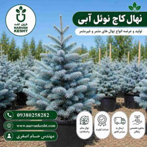 کاج نوئل آبی