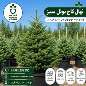 کاج نوئل سبز