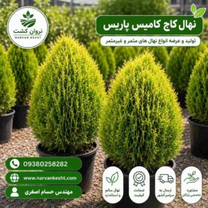 کاج کامیس پاریس