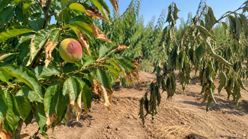 چطور آفتابسوختگی را از کمآبی تشخیص دهیم؟