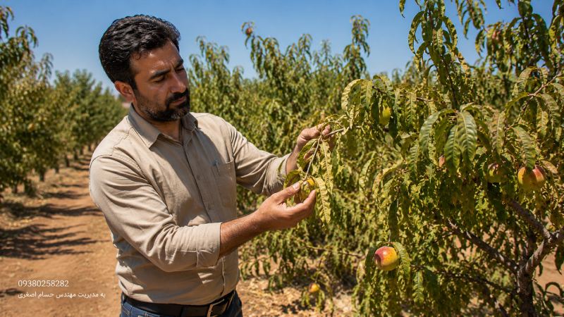 مشکلات درختان میوه در تابستان