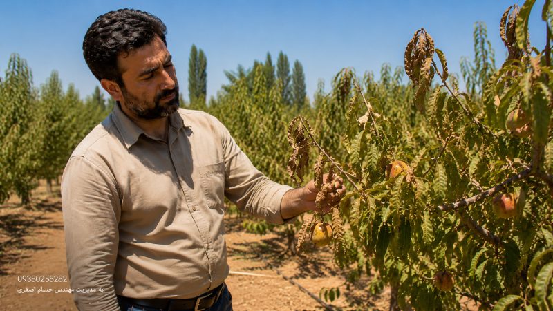 تنش گرمایی و سوختگی برگ در تابستان