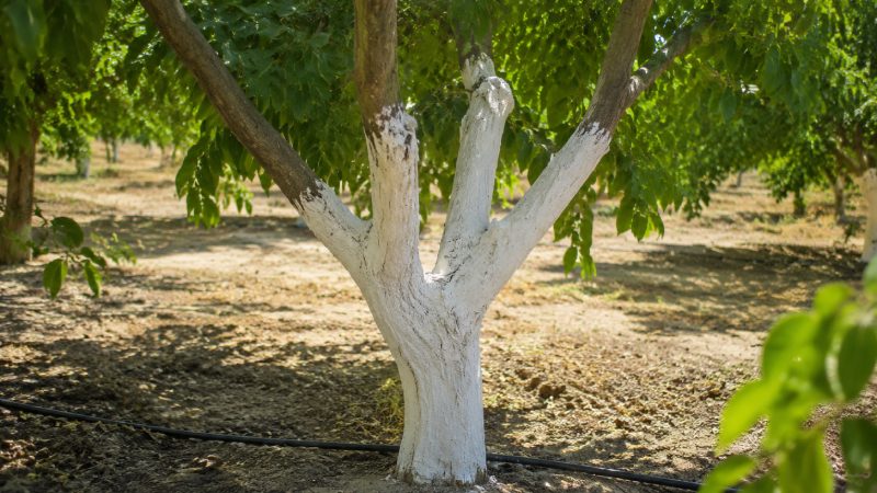 راه پیشگیری از آفتاب‌سوختگی درختان میوه
