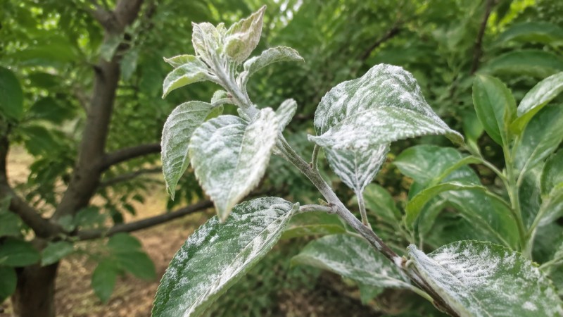 سفیدک پودری؛ لایه سفید روی برگ و سرشاخه