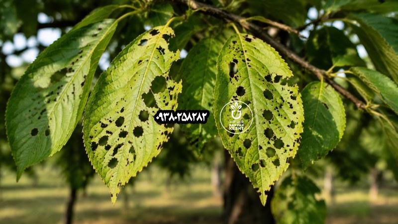 سوراخ شدن برگ درختان