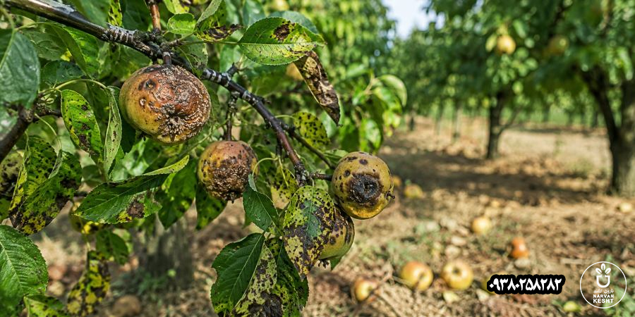 بیماری‌های قارچی و باکتریایی