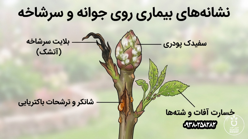 نشانههای بیماری روی جوانه و سرشاخه