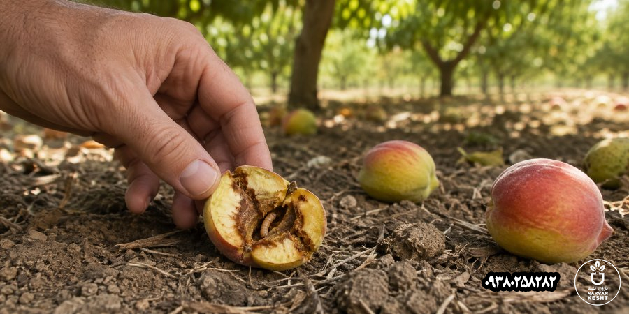آفات؛ میوه افتاده را باز کن، فقط نگاهش نکن
