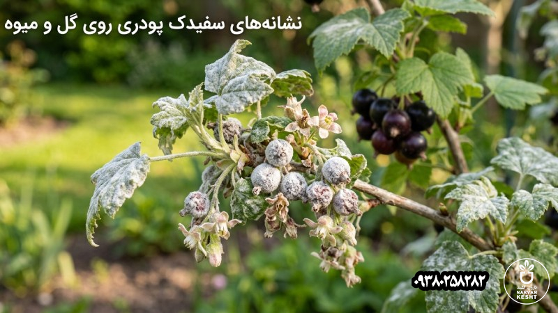 نشانههای سفیدک روی گل و میوه