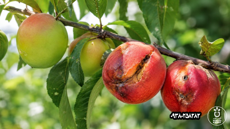 میوه هرچه رسیدهتر میشود، آسیبپذیرتر هم میشود
