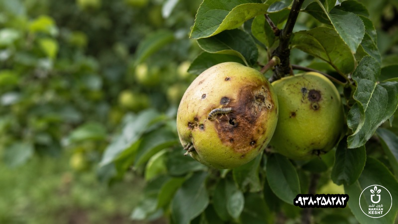 حشرات فقط میوه را نمیخورند، گاهی در را هم برای بیماری باز میکنند