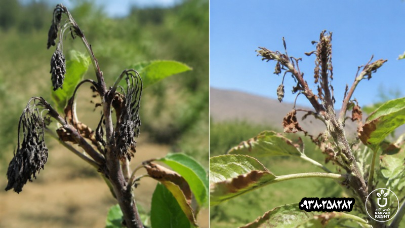 سیاه شدن سرشاخه درختان؛ آتشک است یا تنش گرمایی؟