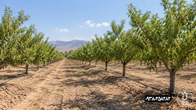 فاصله کاشت؛ باغ امروز را با اندازه فردای درخت ببین