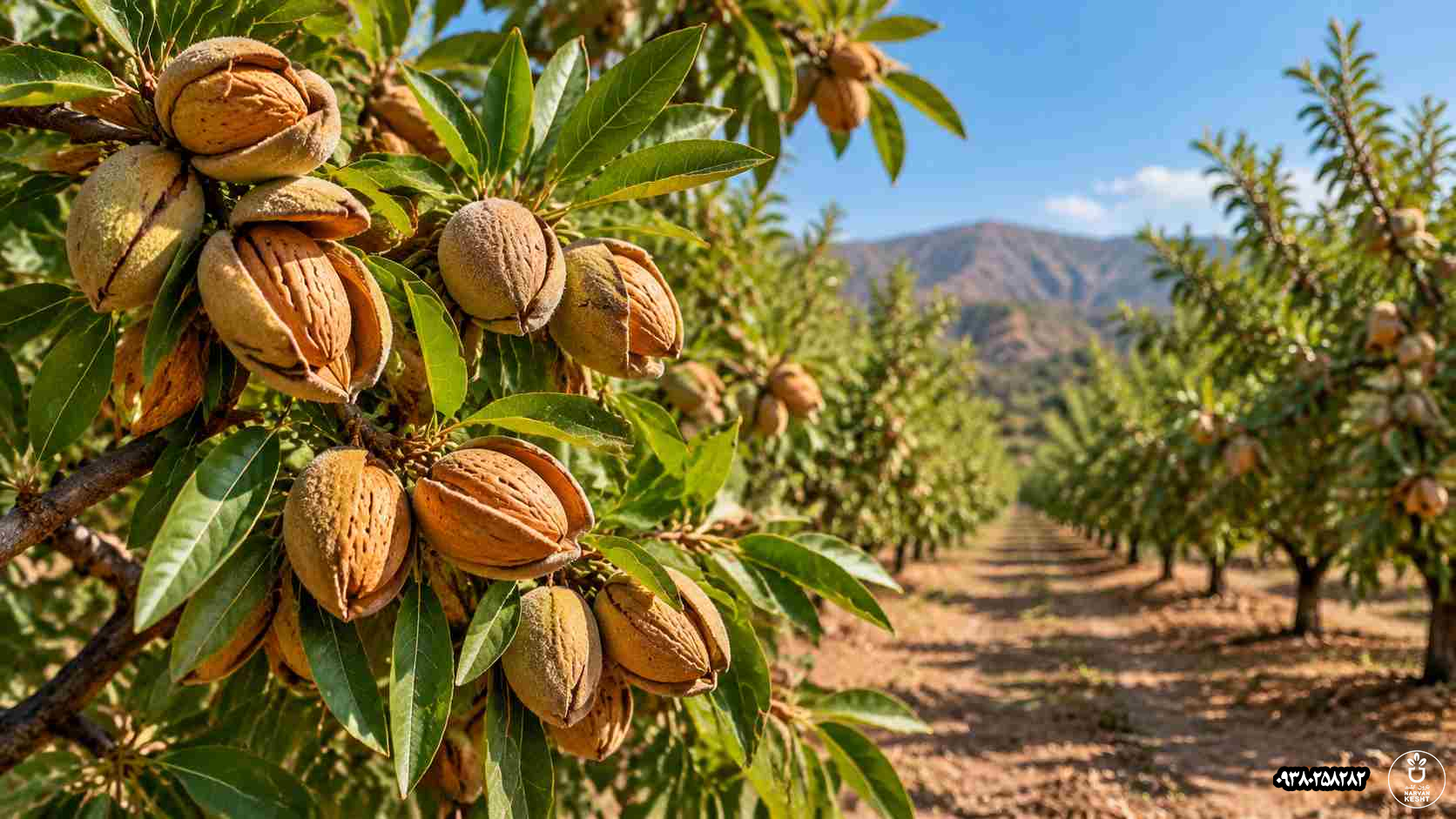 آفات و بیماری‌ها را از روی الگو بشناس
