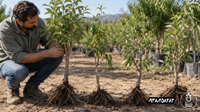 اسم رقم به‌تنهایی انتخاب را قطعی نمی‌کند