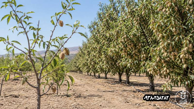 تفاوت باردهی؛ اولین چند بادام رو با محصول اقتصادی اشتباه نگیریم