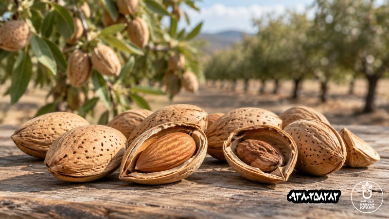 کیفیت مغز بادام؛ چرا ظاهر بذر برای انتخاب کافی نیست؟