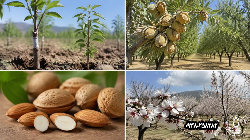 دیرگل بودن رو با پیوندی بودن یکی نگیریم