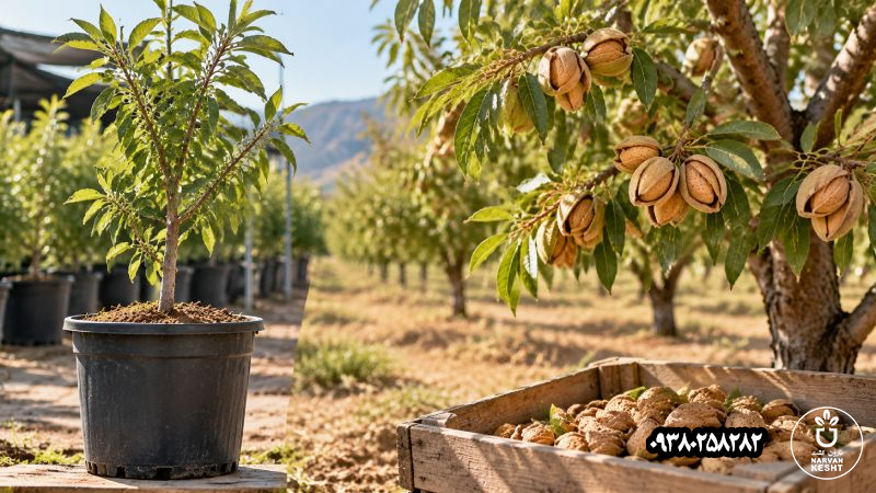 باردهی و برداشت؛ گلدان بهتنهایی آینده را تعیین نمیکند