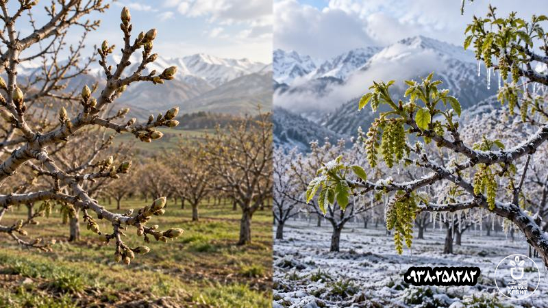 دیرگلی با مقاومت به سرما چه فرقی دارد؟
