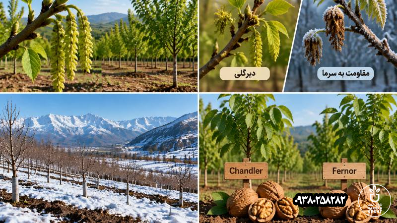 چندلر یا فرنور؛ کدام گردوی دیرگل را بررسی کنیم؟