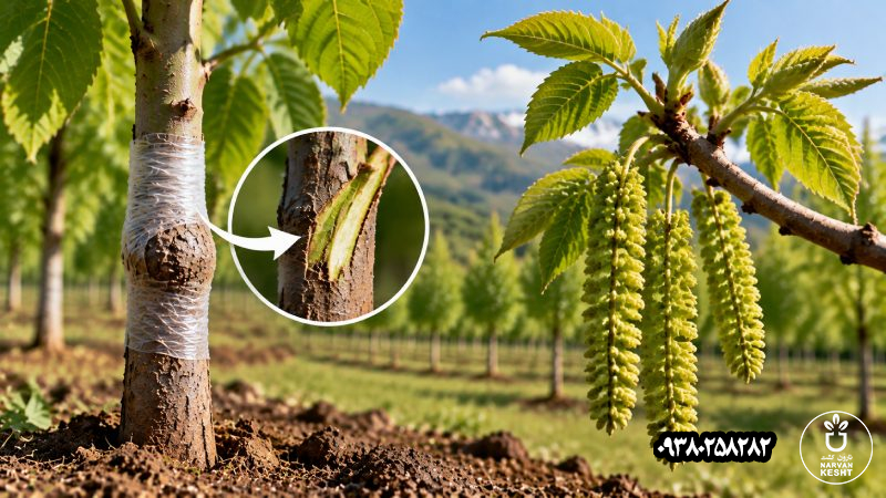 پیوندیبودن چه ارتباطی با قابلاعتمادبودن دیرگلی دارد؟