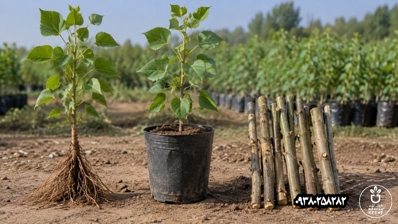ریشهدار، گلدانی یا قلمه؟ اینها یک چیز نیستند