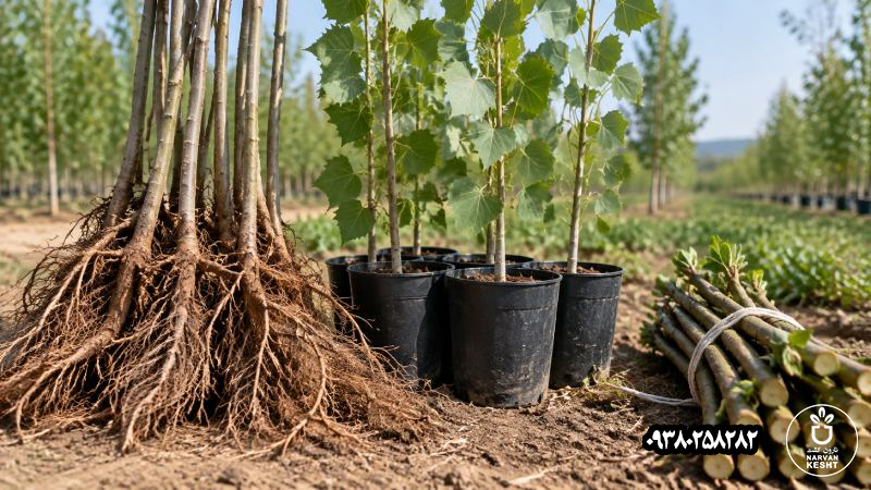 سلامت ظاهری با اصالت و سلامت تأییدشده فرق دارد