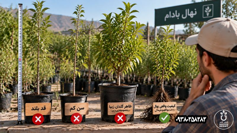 انتخاب نهال از روی قد، سن یا ظاهر گلدان