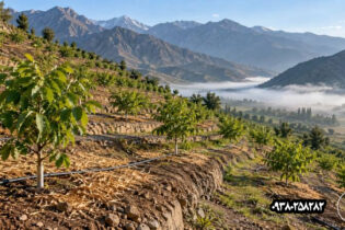 احداث باغ گردو در زمین شیب‌دار؛ مدیریت فرسایش، آب و سرمای موضعی