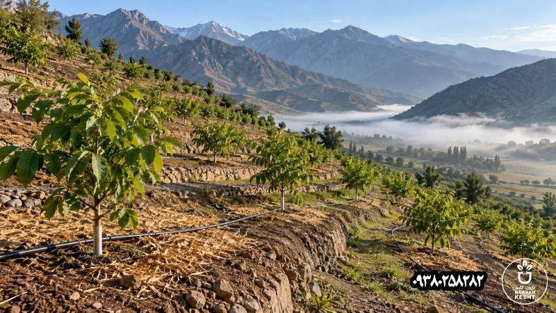 احداث باغ گردو در زمین شیب‌دار؛ مدیریت فرسایش، آب و سرمای موضعی