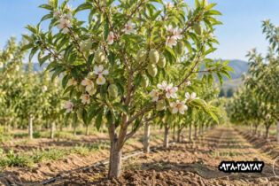 نهال بادام پربار و زودبازده؛ چه ویژگی‌هایی واقعاً عملکرد باغ را بالا می‌برد؟